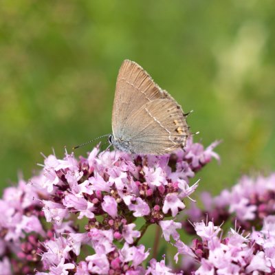 Satyrium spini (ostruháček trnkový), Lysá hora u Ochozu