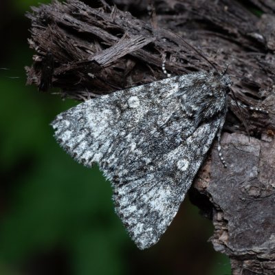 Acronicta megacephala (šípověnka velkohlavá), Augšperský potok