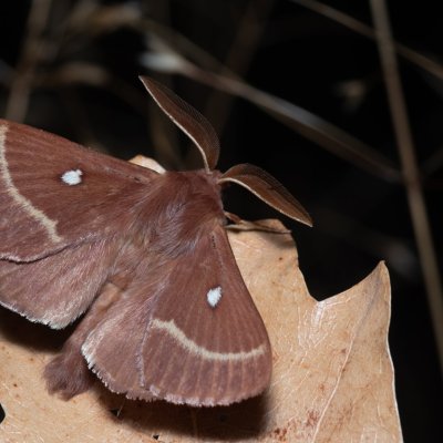 Lasiocampa trifolii (bourovec jetelový), PP Na cvičišti