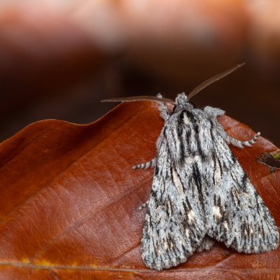 Asteroscopus sphinx (dřevobarvec pozdní), Kývalka