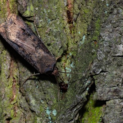Agrotis ipsilon (osenice ypsilonová), Kývalka