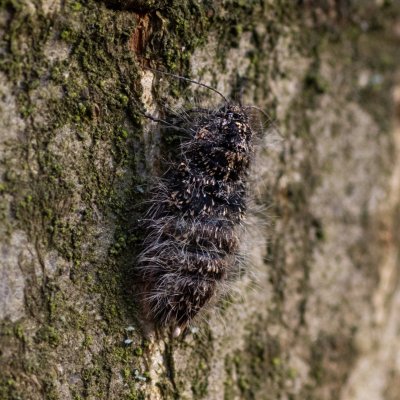 Lycia pomonaria (drsnokřídlec ovocný), Žebětín