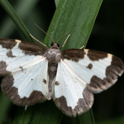 Lomaspilis marginata (skvrnopásník lískový), Kývalka