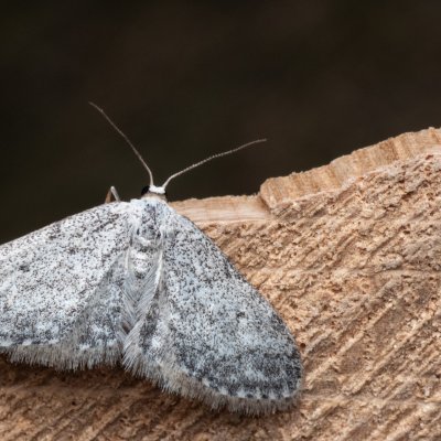 Idaea seriata (žlutokřídlec střemchový), NPR Mohelenská hadcová step