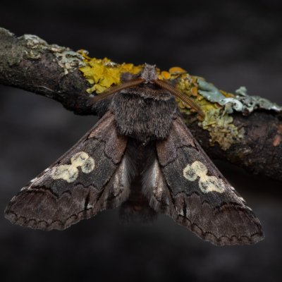 Diloba caeruleocephala (modrohlávek ovocný), Hády - odkaliště