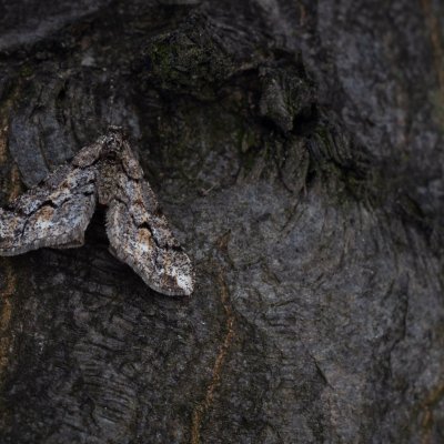 Agriopis leucophaearia (tmavoskvrnáč dubový), PP Květnice