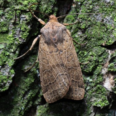 Agrochola nitida (polnice rozrazilová), Žebětín