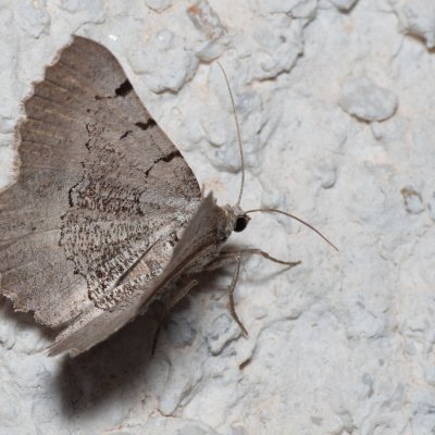 Neognopharmia stevenaria (-), HR, Jablanac