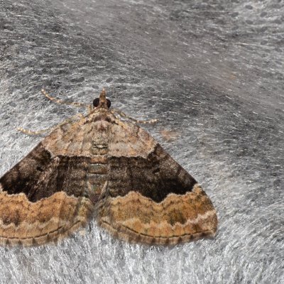 Xanthorhoe quadrifasiata (píďalka prvosenková), Žebětín