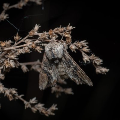 Egira conspicillaris (můra trávová), PR Liščí vrch
