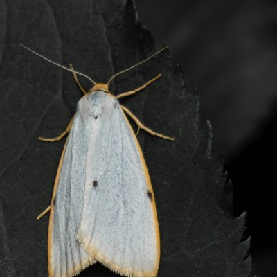 Cybosia mesomella (lišejníkovec bělavý), Žebětín