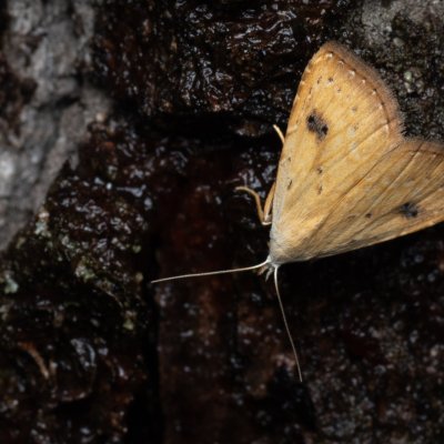 Rivula sericealis (trávnička luční), Hrušovany u Brna