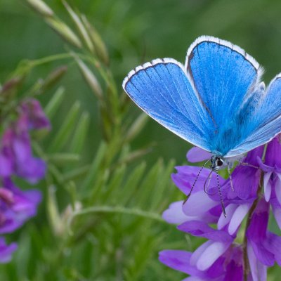 Polyommatus bellargus (modrásek jetelový), PP Černice