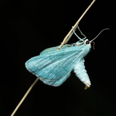 Pseudoterpna pruinata (zelenopláštník janovcový), Kývalka