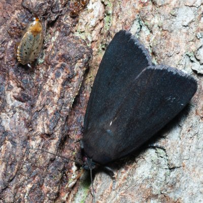 Amphipyra livida (blýskavka černá), Kamenný vrch