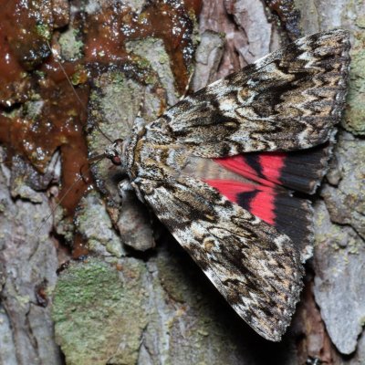 Catocala promissa (stužkonoska úzkopásá), Žebětín