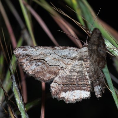 Menophra abruptaria (-), GR, Myrtidion monastery, Korfu