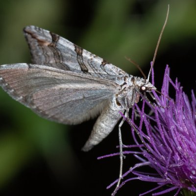 Aplocera plagiata (píďalka úhorová), Žebětín