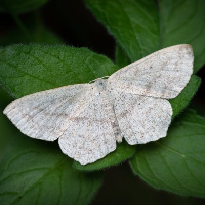 Scopula sp., Lukovany