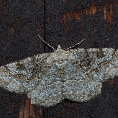 Alcis repandata (různorožec vrbový), SK, Štôla