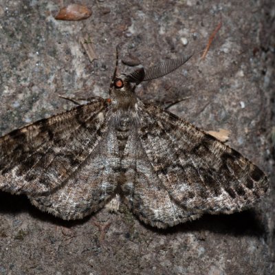 Deileptenia ribeata (různorožec jedlový), Kateřinská jeskyně