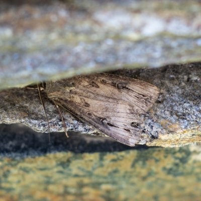Agrotis ipsilon (osenice ypsilonová), Žleby
