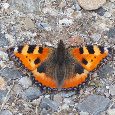 Aglais urticae (babočka kopřivová), Hády - Ruženin lom