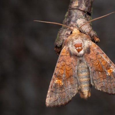 Amphipoea lucens (travařka rašeliništní), NPR Radostínské rašeliniště