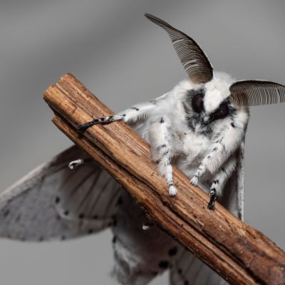 Cerura erminea (hranostajník bílý), Devět křížů