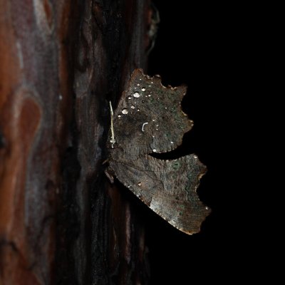 Polygonia c-album (babočka bílé c), Žebětín
