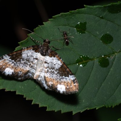 Melanthia procellata (píďalka doubravní), PR Svatý kopeček