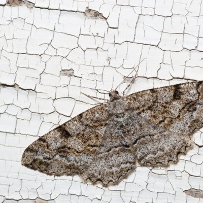 Alcis repandata (různorožec vrbový), SK, Štôla