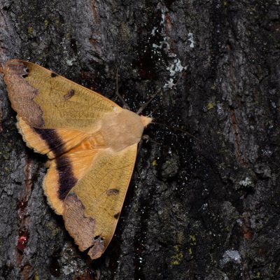 Ophiusa tirhaca (hnědopáska pistáciová), HR, Jablanac