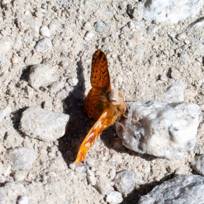 Boloria pales (-), CH, Fiesch
