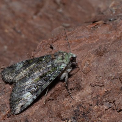 Anaplectoides prasina (osenice travní), Devět křížů