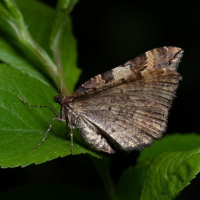 Earophila badiata (píďalka šípková), Žebětín