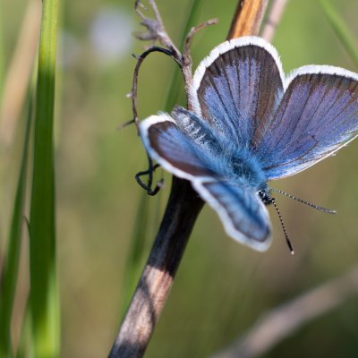 Plebejus argus (modrásek černolemý), PR Kamenný vrch