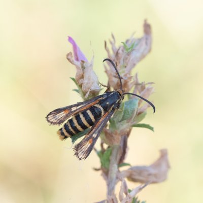 Bembecia sp., PR Kamenný vrch