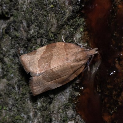 Pandemis sp., Žebětín