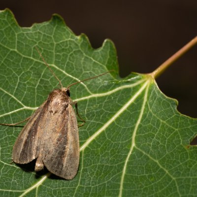 Archanara dissoluta (rákosnice běloskvrnná), Hády - Ruženin lom
