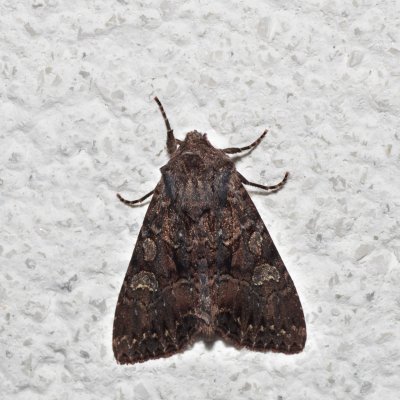 Mniotype adusta (pestroskvrnka tmavá), IT, Pfelders - Plan, Jižní Tyrolsko