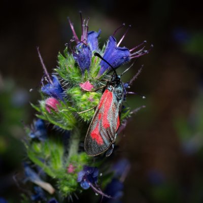 Zygaena purpuralis/minos (vřetenuška mateřídoušková/přehlížená), PR Kamenný vrch