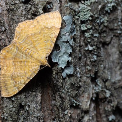 Camptogramma bilineatum (píďalka kopřivová), Žebětín