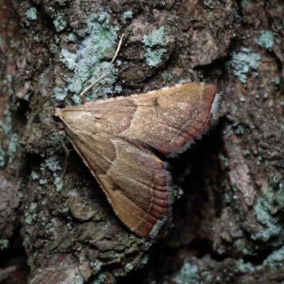 Endotricha flammealis (zavíječ červenavý), Žebětín