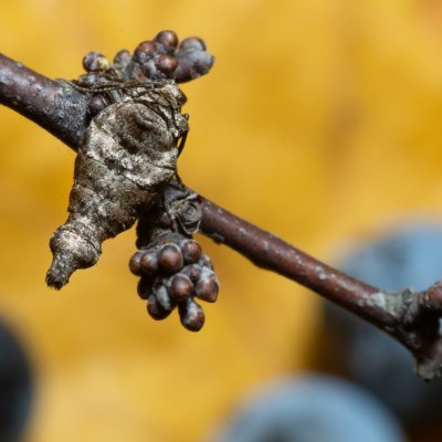 Agriopis bajaria (tmavoskvrnáč třešňový), PR Kamenný vrch