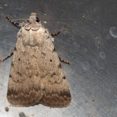 Autophila dilucida (-), HR, Jablanac