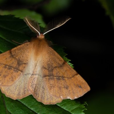 Colotois pennaria (zejkovec pozdní), Žebětín