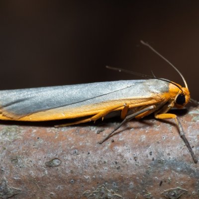 Eilema complana (lišejníkovec vroubený), Devět křížů