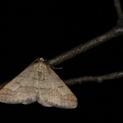 Agriopis marginaria (tmavoskvrnáč habrový), Žebětín