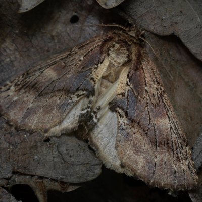 Ptilodon capucina (hřbetozubec olšový), Žebětín